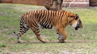 Bengal Tiger Roar and Grooming in HD  Captivating Beauty [upl. by Leach]