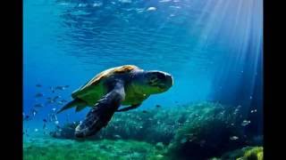 Caretta – Caretta Sea Turtle Spotting Boat Trip in Zante [upl. by Iruj]