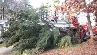 Giant pine tree removal [upl. by Aysa]