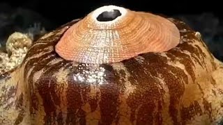 The Giant Keyhole Limpet Megathura crenulata An Underwater Marvel [upl. by Gabriella]