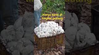 harga karet terbaru di tingkat gudangshots [upl. by Hcaz]