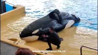 Orca  Kosatky  Loro Park Tenerife [upl. by Gnel602]