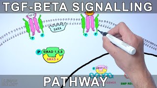 TGF Beta Signalling Pathway [upl. by Fellows974]