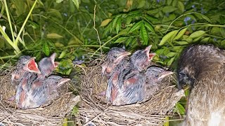 Nightingale Babies In The Nest Video  WeBelongToNature [upl. by Fannie94]