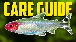 How To Keep Rummynose Tetras Care Guide [upl. by Farrow]