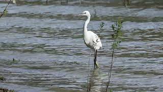 Garzetta  Little Egret  Egretta garzetta [upl. by Zaob]