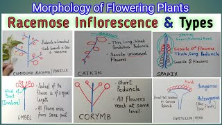 RACEMOSE INFLORESCENCE AND ITS TYPES  Indefinite Inflorescence  Inflorescence types with eg [upl. by Nueoht651]