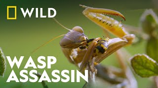 Praying Mantis Vs Wasp  Wild Europe  National Geographic Wild [upl. by Columbine]