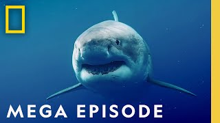 Worlds Most Dangerous Sharks MEGA EPISODE  Top 5 Full Episodes  Sharkfest [upl. by Webber]