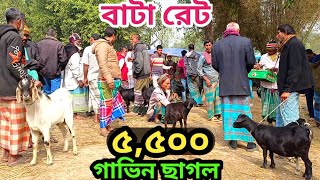 ৪ হাজার দুইটা পাঠি বাচ্চা ছাগল।।দেশি ব্ল্যাক বেঙ্গল ছাগলের খামার উপযোগী ছাগলের দাম।দেশি ছাগলের হাট। [upl. by Fiedling]