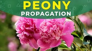 PEONY PROPAGATION  CARE FOR THE PLANT REJUVENATION [upl. by Elimaj]