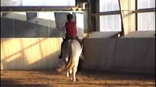 Ooruk Fjord Horse Gelding at TC Youth Open House [upl. by Sreip]