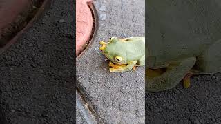 Green tree flying frog  Rhacophorus reinwardtii  malabar flying frog forest frogs westernghats [upl. by Oiramed]