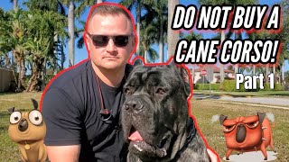 CANE CORSO  SHOULD YOU GET ONE Part 1 [upl. by Atikram]