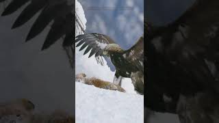 How Big Can Eagles Grow shorts eagle eagles shortsfeed factsaboutanimals amazingfacts [upl. by Shieh]