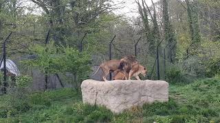 Lions mating in Zoo 4K 60fps [upl. by Ecertal]