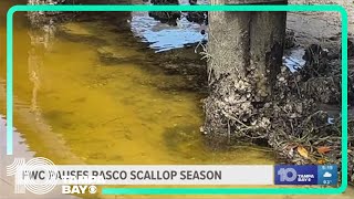 Pasco scallop season paused after toxins detected in the Gulf of Mexico [upl. by Emmeline]