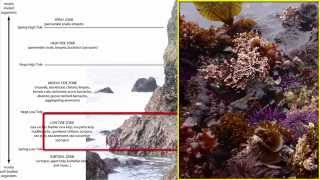 Benthos Intertidal Zone [upl. by Lucretia645]