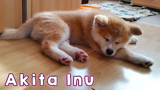 AKITA INU  The Life Of A Japanese Akita Puppy  秋田犬 [upl. by Hightower806]