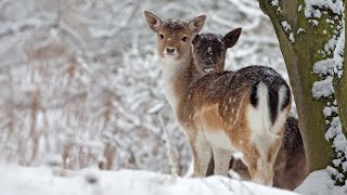 Beautiful Relaxing Music Peaceful Soothing Instrumental Music in 4k quotWinter Wildlifequot by Tim Janis [upl. by Cuthbertson232]