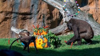 BIOPARC Valencia prepara una fiesta de cumpleaños para la gorila Virunga [upl. by Anitnerolf]