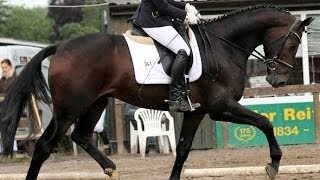 wwwsporthorsesonlinecom 2010 Hanoverian gelding by SCOLARI 163 hh sold [upl. by Ileana]