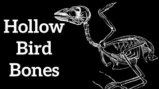 Hollow Bird Bones  Adaptations for Flight [upl. by Sathrum]