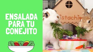 ENSALADA PARA CONEJOS  mix de vegetales para conejito mascota 🐰🥬  Pistachio y Baby Mochi [upl. by Esalb]