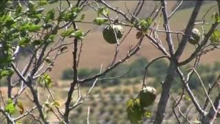 Growing Cherimoyas in California  Unique Fruit [upl. by Hymie501]