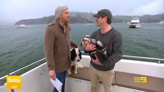 Australias TODAY show featuring Akaroa Dolphins [upl. by Barbi]