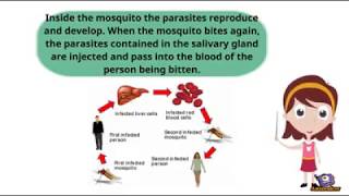 How does Mosquito spread Malaria [upl. by Imim529]