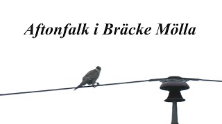 Discover The Stunning World Of Wildlife Redfooted Falcon In Scania Sweden At Bräcke Mölla Nature [upl. by Wernda]