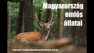 Magyarország emlős állatai [upl. by Vina]