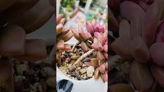 graptosedum bronze  easy to grow  shorts [upl. by Josselyn]