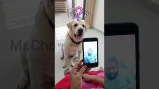 Video call with Chottu funnyvideos trending pets love dogshorts puppy dogs daddy funny dog [upl. by Relyt]