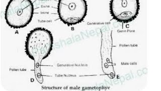 microgametogenesisलघुयुग्मकजनन vv important topic up board 12thclass and all competative exame [upl. by Kerril]