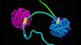 How does DNA fold The loop extrusion model [upl. by Corwun]