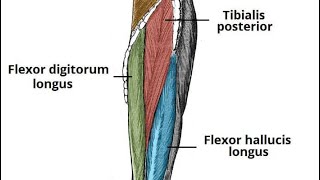 popliteus muscle and deep compartment of leg دخالد البكوش part3 [upl. by Itsuj]