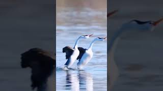 Grebe water dance dance grebe birdsdance newanimalsvideo animal wildlife [upl. by Swagerty]