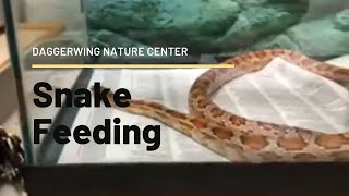 Snake Feeding at Daggerwing Nature Center [upl. by Fassold]