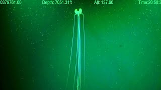 Magnapinna Squid Attack  New ROV Footage 2023  Deepsea Oddities [upl. by Raymonds]