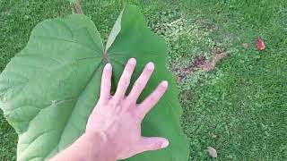 Paulownia Tomentosa  Blauglockenbaum  Kiribaum  Zustand am 20 September 2023 [upl. by Root]