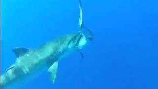 Huge Tiger Shark Eats Smaller Shark [upl. by Xela]