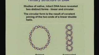 Lecture  21 Nucleic Acids II [upl. by Une836]