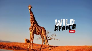 African Animals  Wild Africa LIVE [upl. by Akialam]