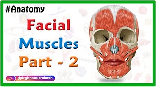 Facial muscles Anatomy animation Part 2  Oral Group [upl. by Whitson]