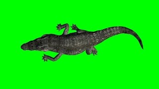 crocodile walking green screen 4 [upl. by Yalonda]