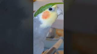 Mesmerizing Melodies Exploring the Singing Skills of Cockatiel Birds birdsounds cockatielsongs [upl. by Niveek]