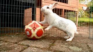 30 Bunny Tricks [upl. by Assisi]