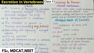 Excretion In Vertebraes  Excretion In Humans  Class 12 [upl. by Cornwell]